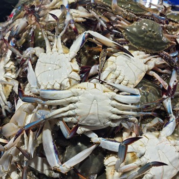 서해안 활 꽃게 2kg 3-5미